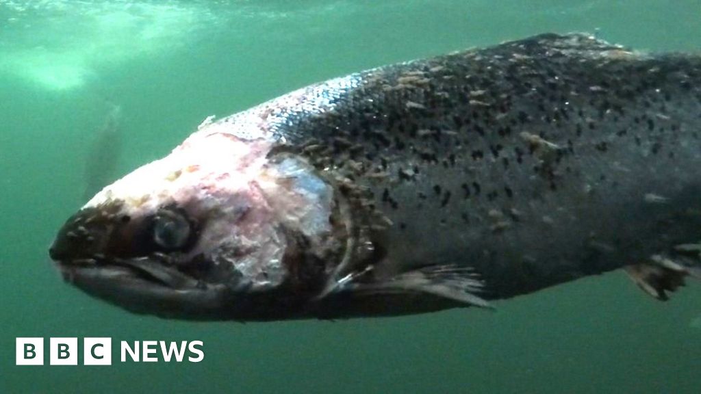 Is There A Problem With Salmon Farming Bbc News