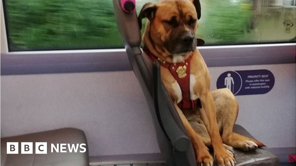 Bradford bus dog set for new home after viral photo