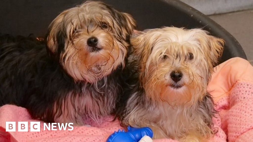 Six Puppies Die From Parvovirus After Carlton Van Ordeal Bbc News 