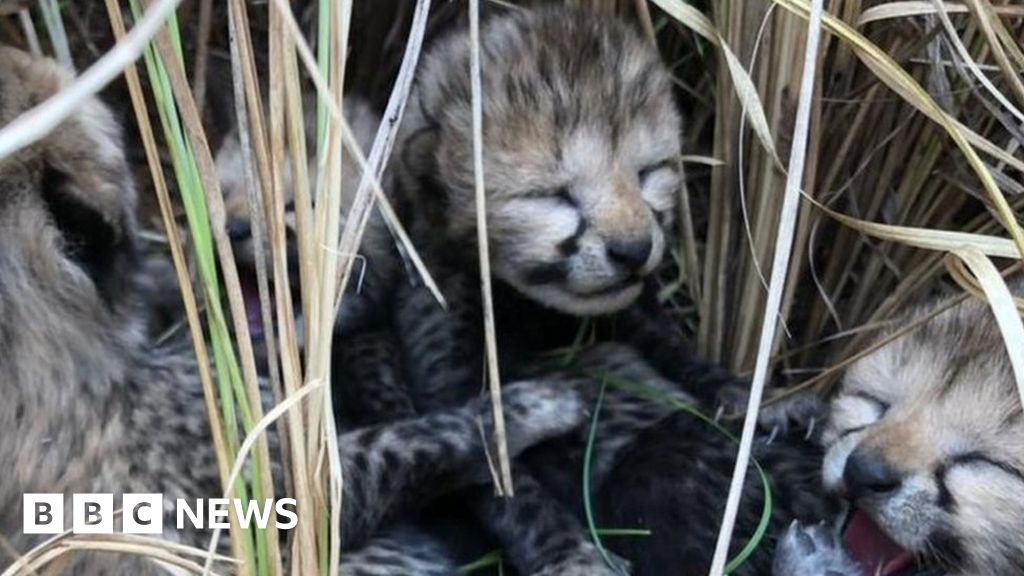 De eerste cheetahwelpen werden in India geboren sinds hun uitsterven 70 jaar geleden