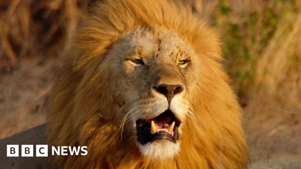 Czech man mauled to death by lion he kept in back yard - BBC News