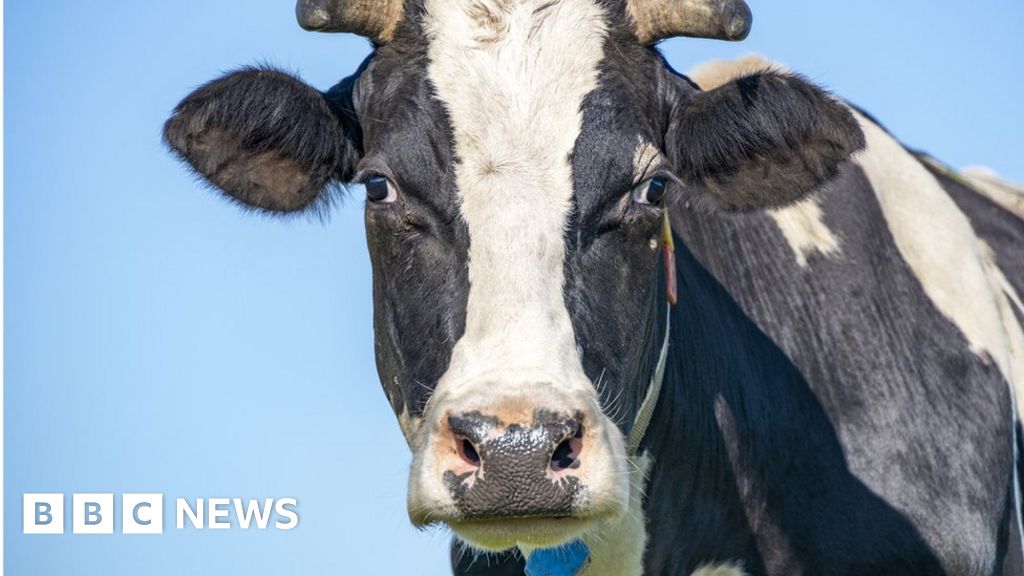 Driver injured and four cows die in crash
