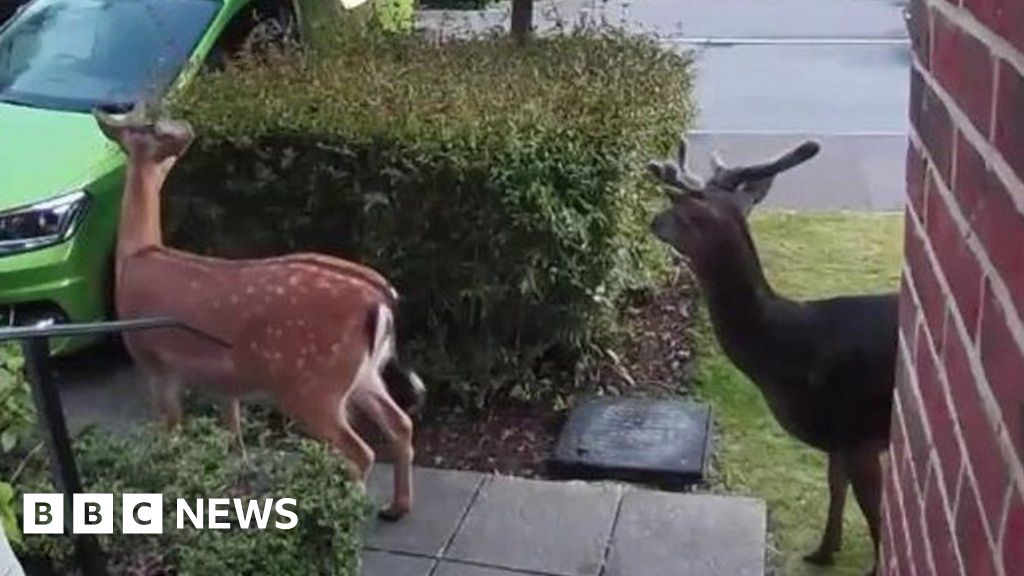 Three Deer Spotted On Doorstep After Setting Off Doorbell Camera - Bbc News