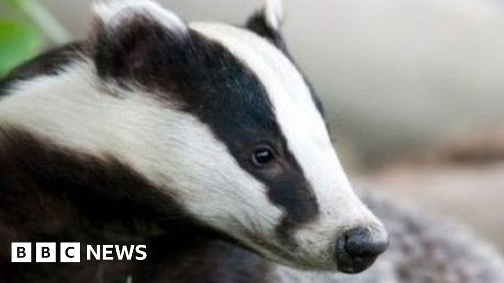 Blaenau Ffestiniog badger baiting trial begins BBC News