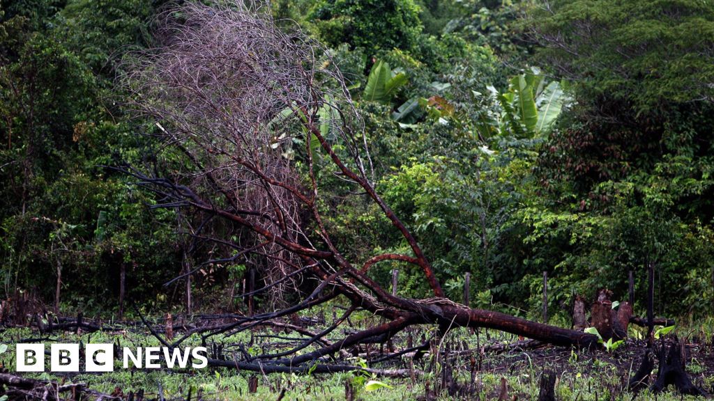 Brazils Top Court Approves Controversial Forestry Law Bbc News 