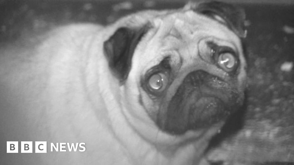 Buying a puppy the right way BBC News