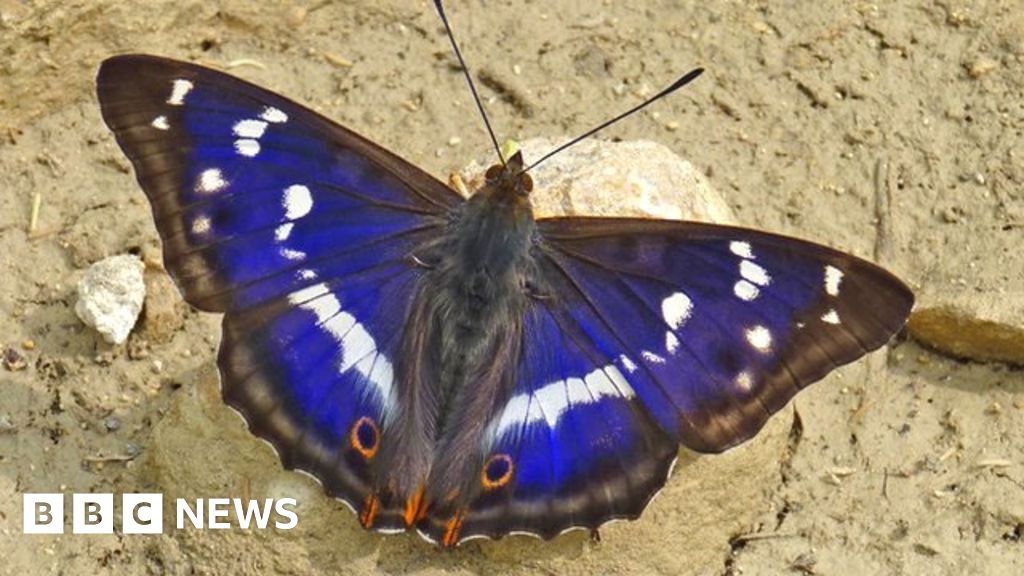 Purple Emperor: The butterfly that feeds on rotting flesh - BBC News