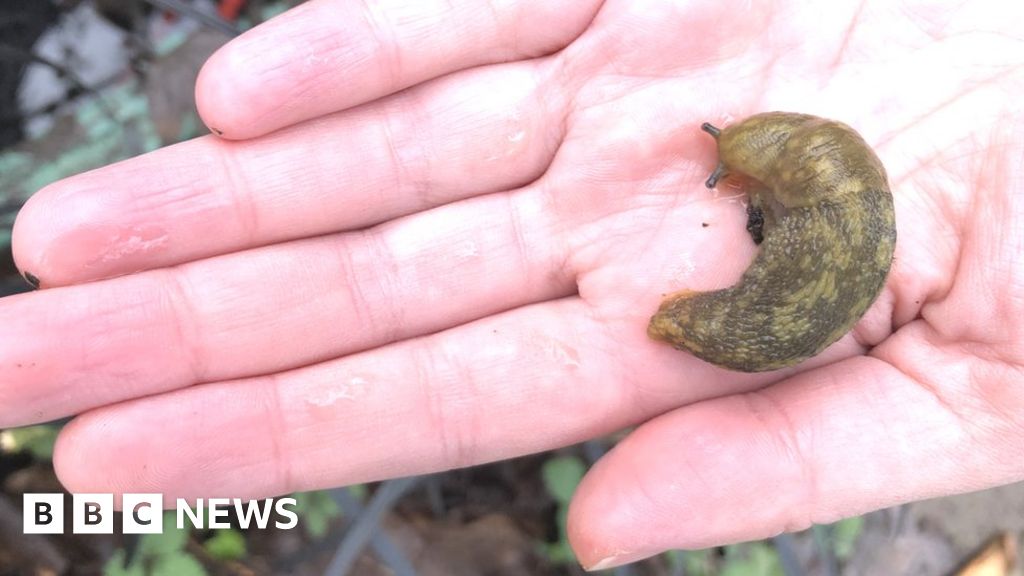 Wanted - volunteers to monitor Britain's growing slug population