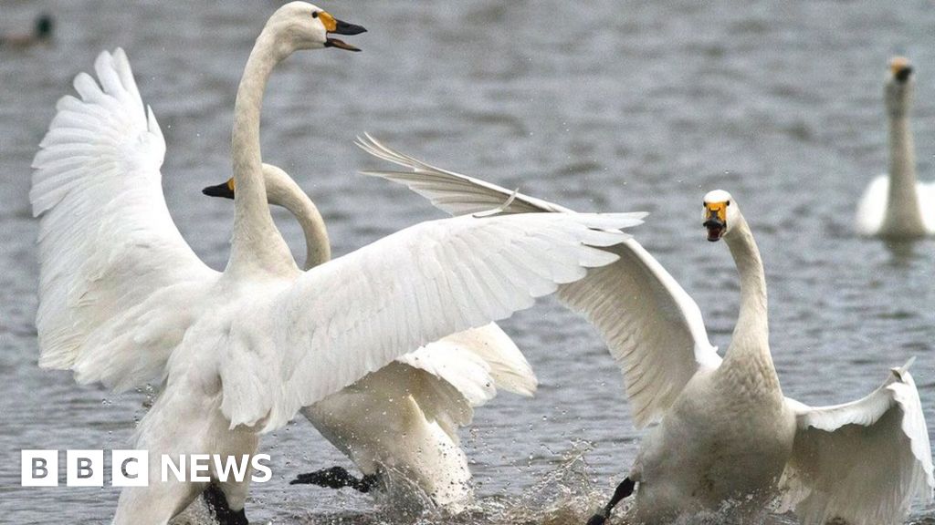 禽流感。格拉斯哥公園發現十幾隻天鵝死亡