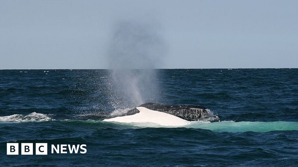 Мъж загина в Австралия, след като кит се удари в лодка