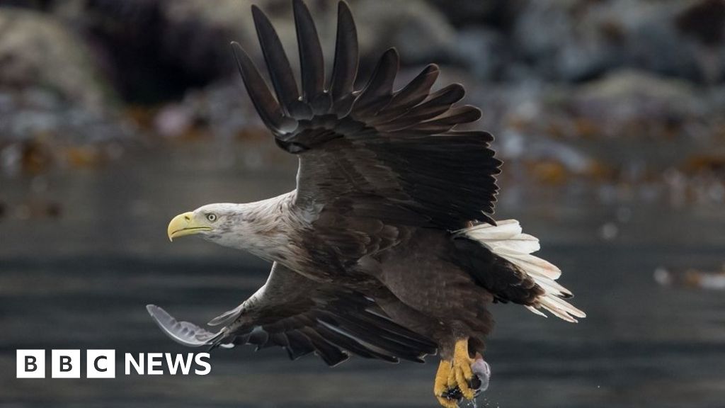 largest bird wingspan