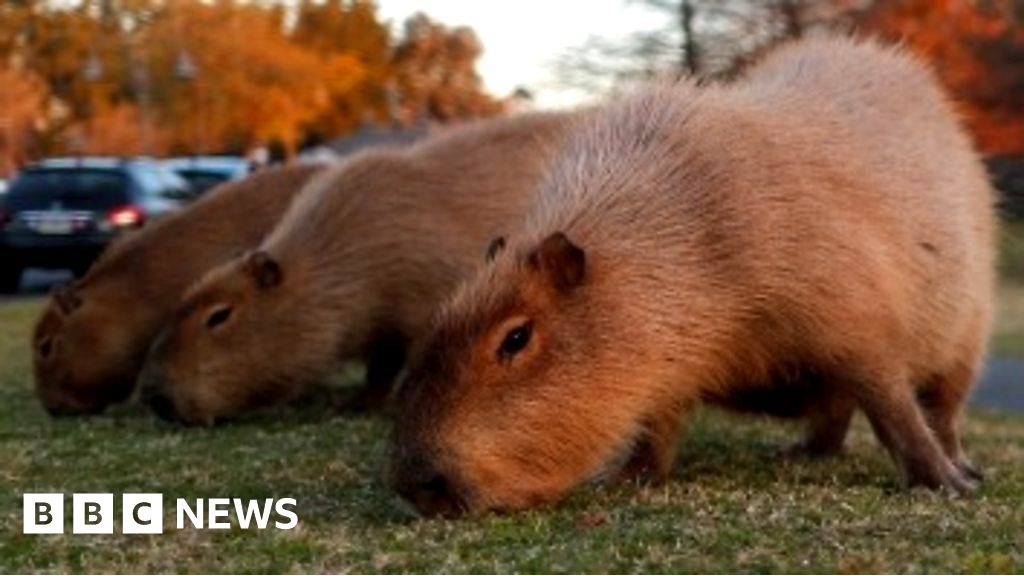 ICYMI: Catwalk hail storm and cheeky capybaras