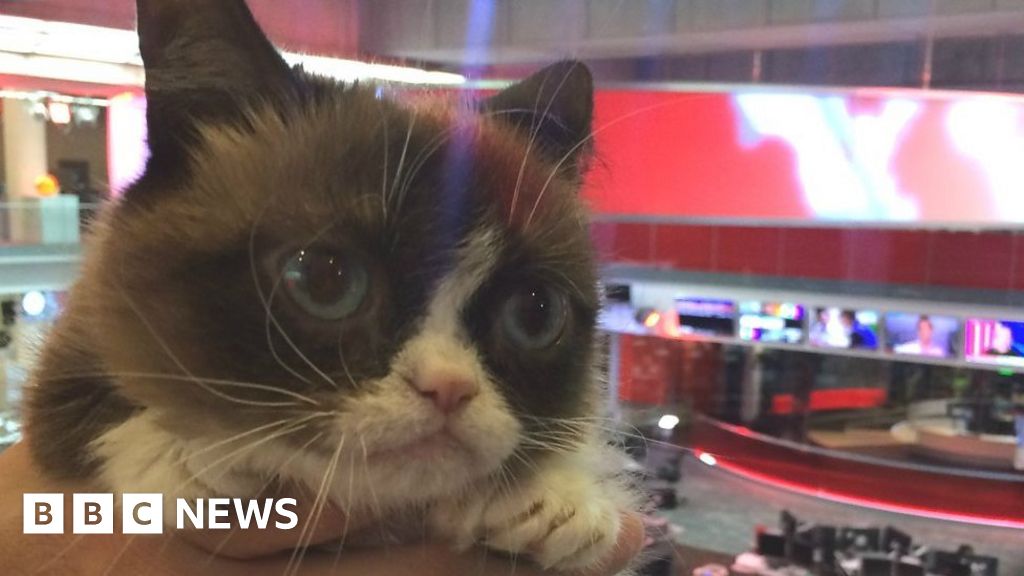What To Do With A Grumpy Cat Bbc News