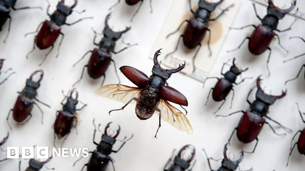 Oxford's Museum of Natural History's insect displays get £1.3m revamp ...