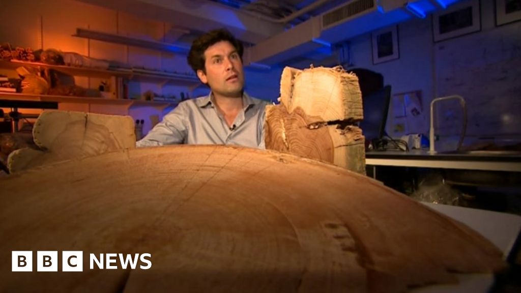 Ancient tree rings create 'climate diary'