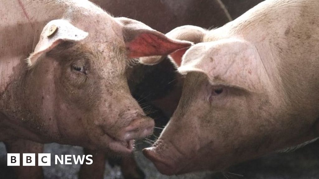 Gas crisis: Pig farmers fear they may have to cull animals