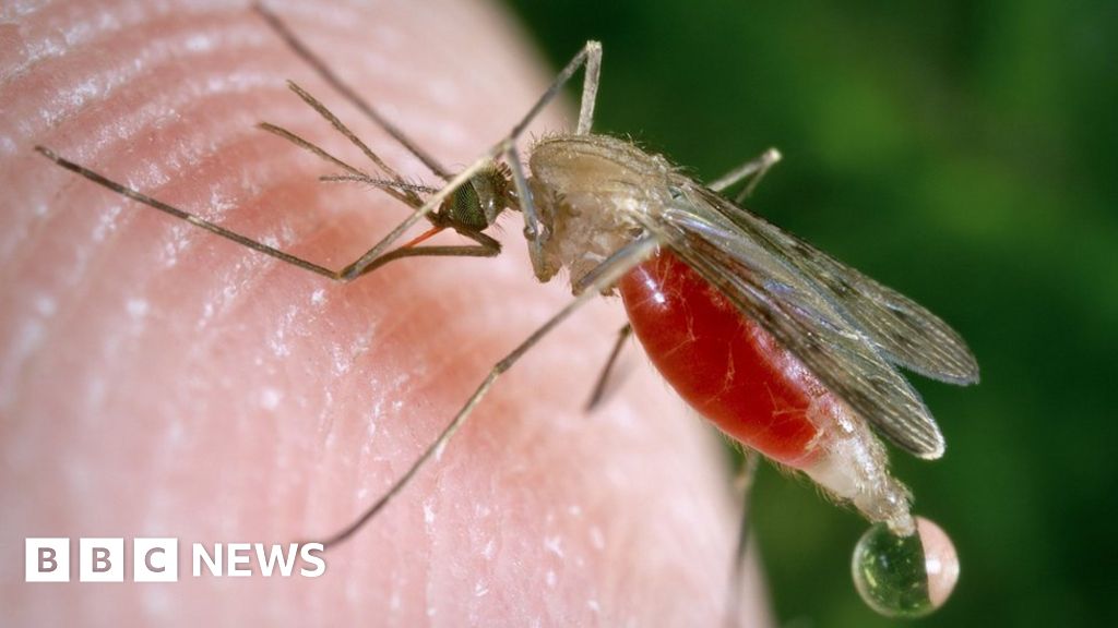 GM fungus 'kills 99% of malaria mosquitoes'
