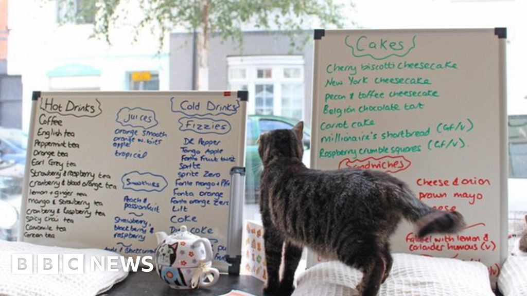  Leicester  cat  cafe  causes concerns over hygiene BBC News