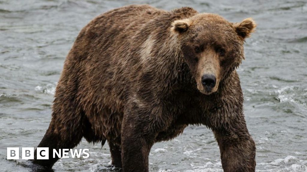 Fat Bear Week begins after contestant's fatal river mauling