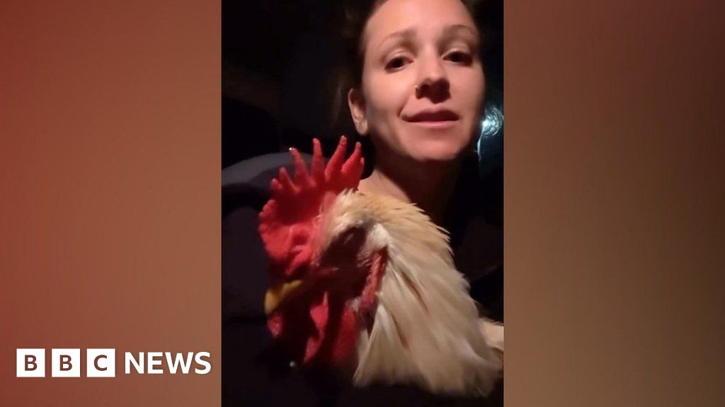 Watch: Cockerel rescued after flying into woman's car - BBC News