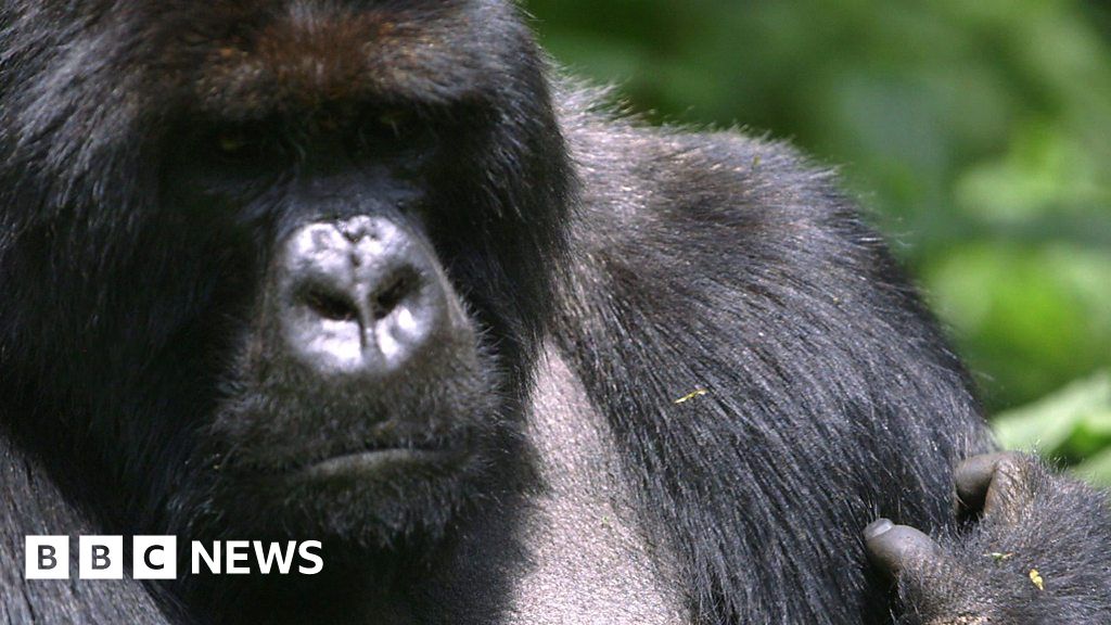 Up Close With The Gorillas Of Rwanda