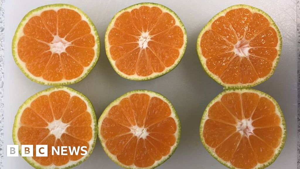 Tesco to start selling green satsumas and clementines BBC News