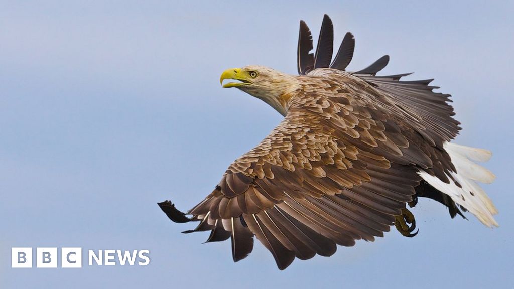 Flu hits breeding rate of UK’s largest bird of prey