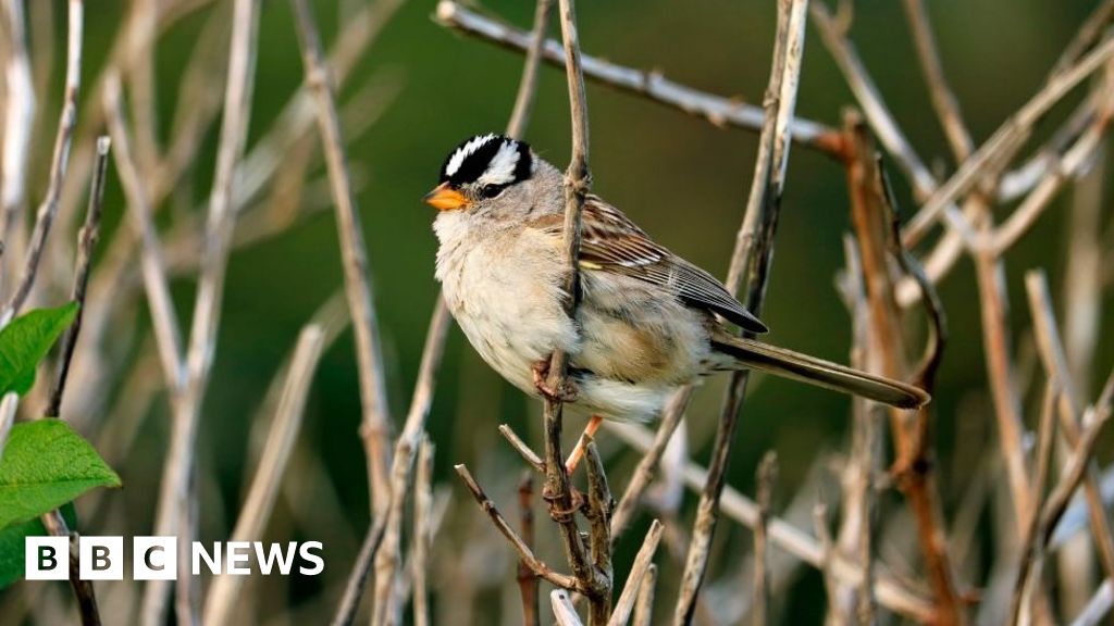 How Lockdown Birds Sang To A Different Tune c News