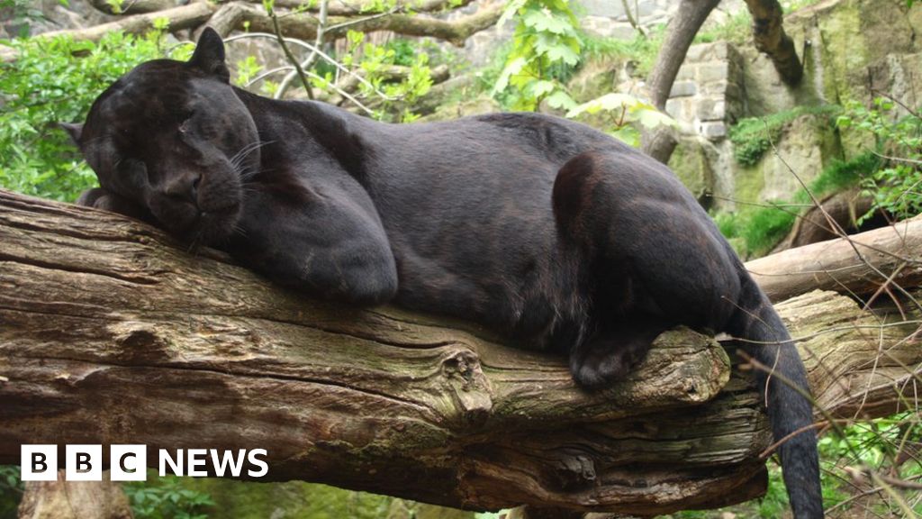 Wildlife World Zoo: Jaguar attacks selfie-taker - BBC News