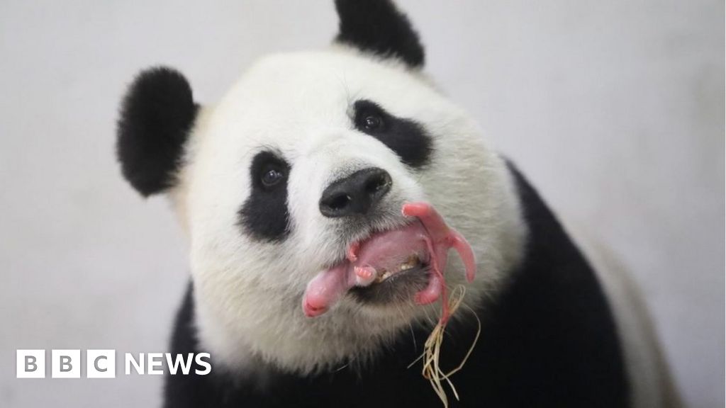Babypanda geboren in Belgische dierentuin is ‘een waar wonder’