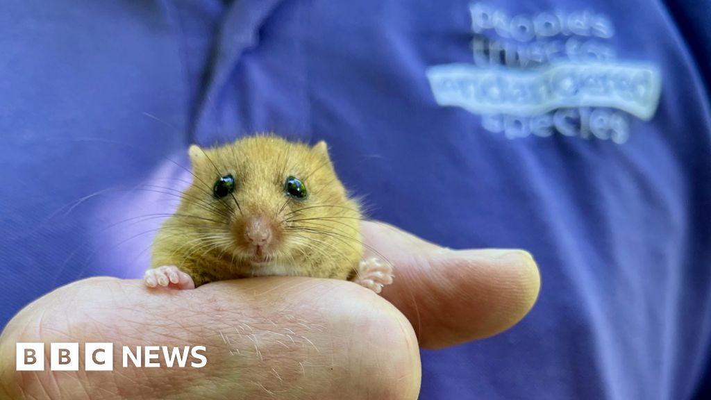 Thousandth dormouse brought back to the wild