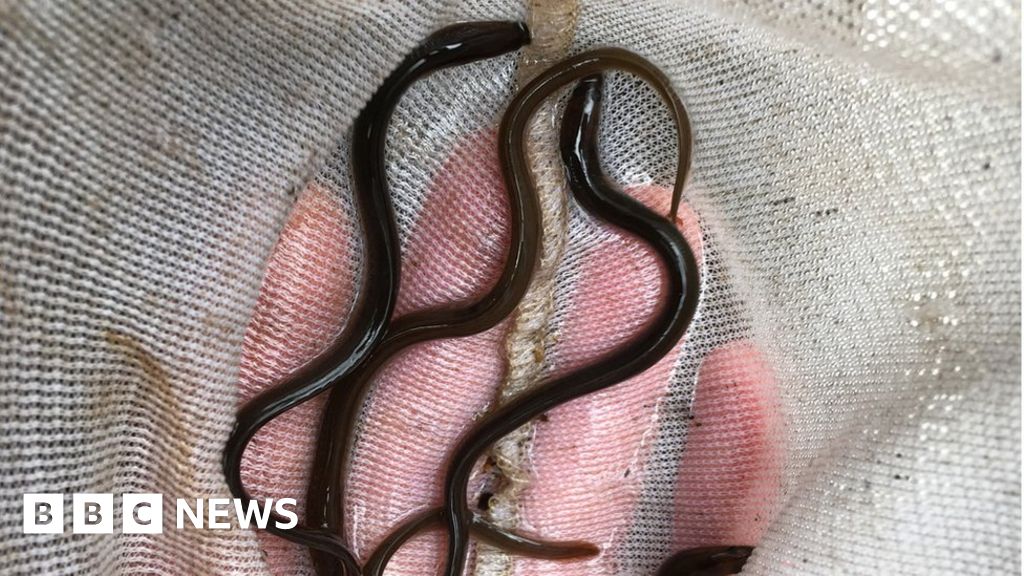 Eels Seen In Norfolk S River Tud For First Time In 40 Years Bbc News