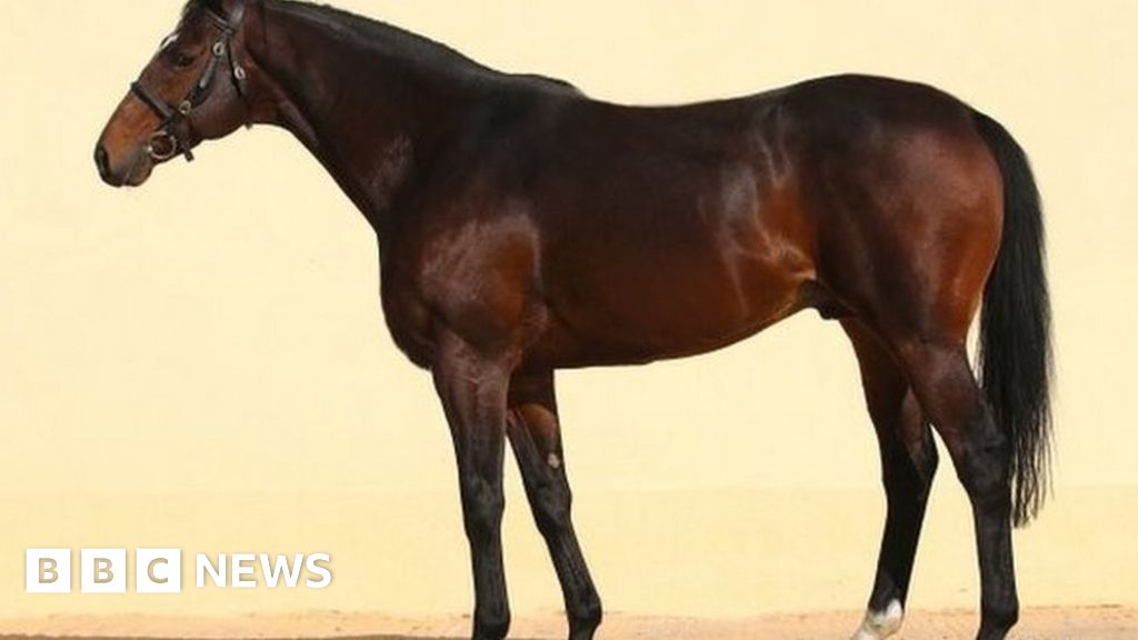 Czech hunt for Chechen strongman Kadyrov’s racehorse