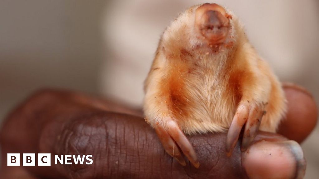 Rare blind mole spotted in Australian outback