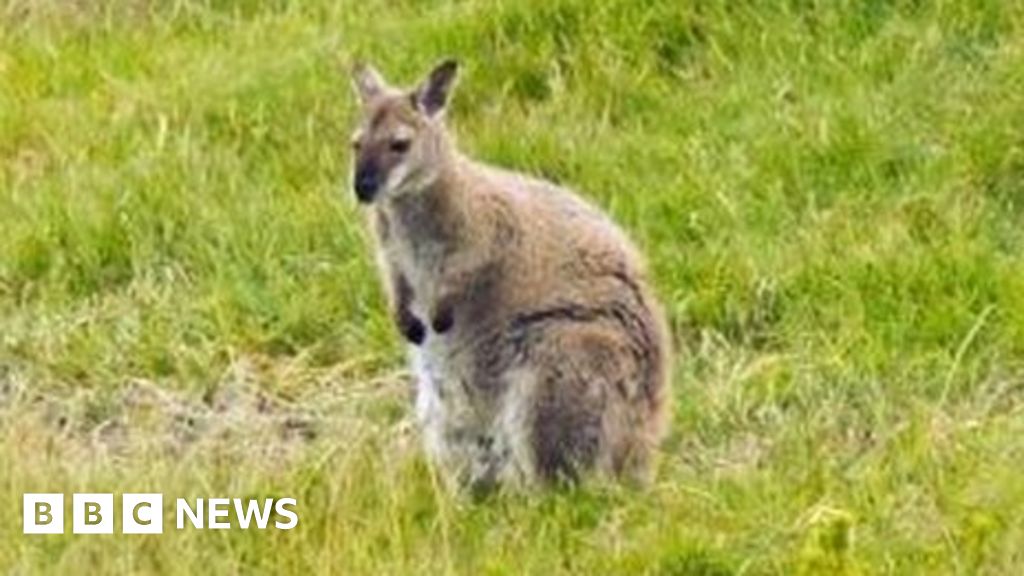 The Man Who Culls Wallabies By The Thousand Bbc News,Thank You Note For Customer Appreciation