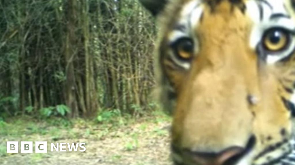 Tiger sightings increase in Thai forest