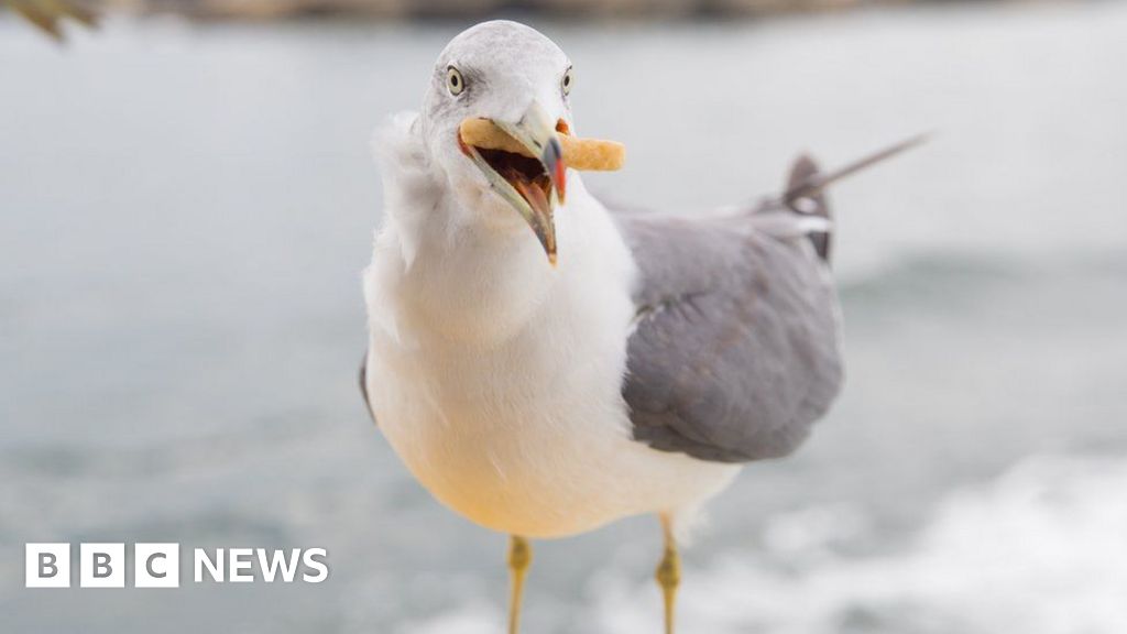 格洛斯特市議員們擔心海鷗禽流感的爆發