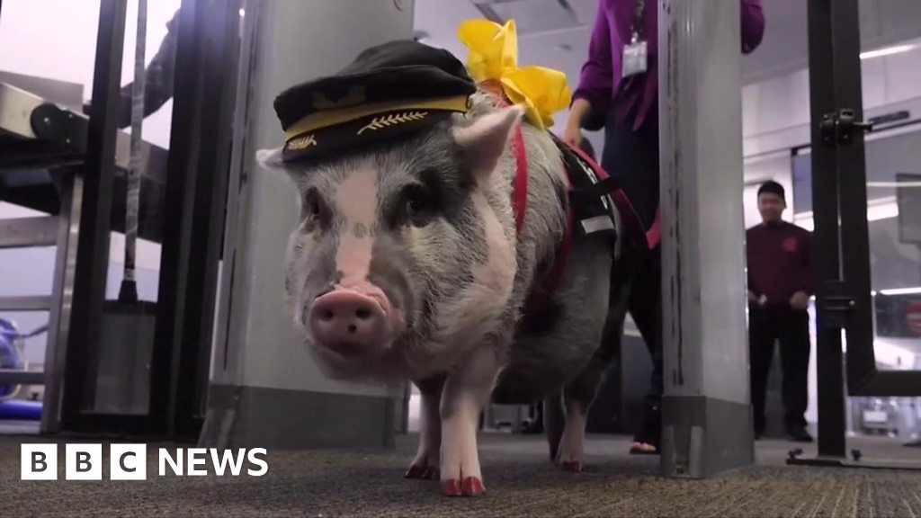 ICYMI: Pigs, turtles and a jet suit world record thumbnail