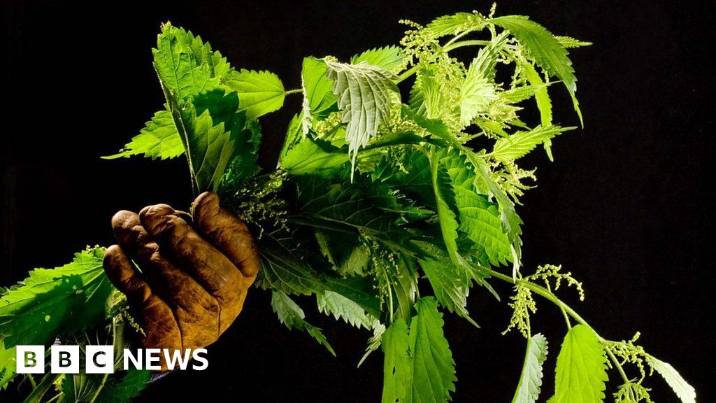 Do you fancy nettle bubble and squeak? BBC News