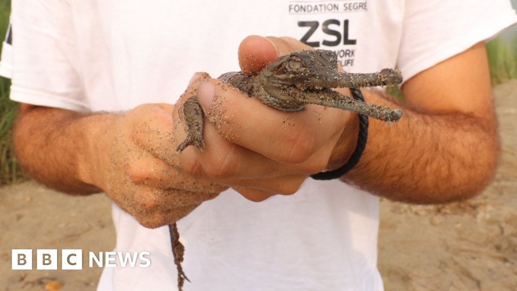 New hope for one of world's most endangered reptiles - BBC News