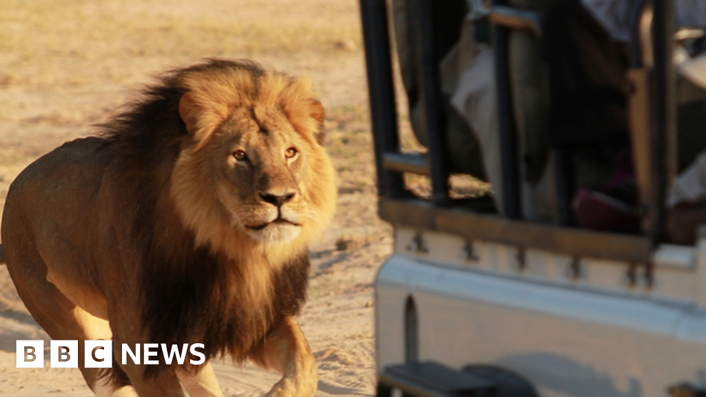 In Pictures Zimbabwes Cecil The Lion Bbc News 2848