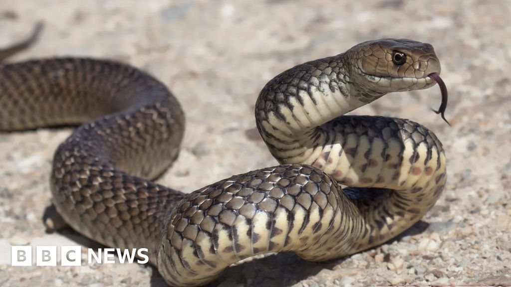 US man found dead surrounded by deadly pythons and cobras