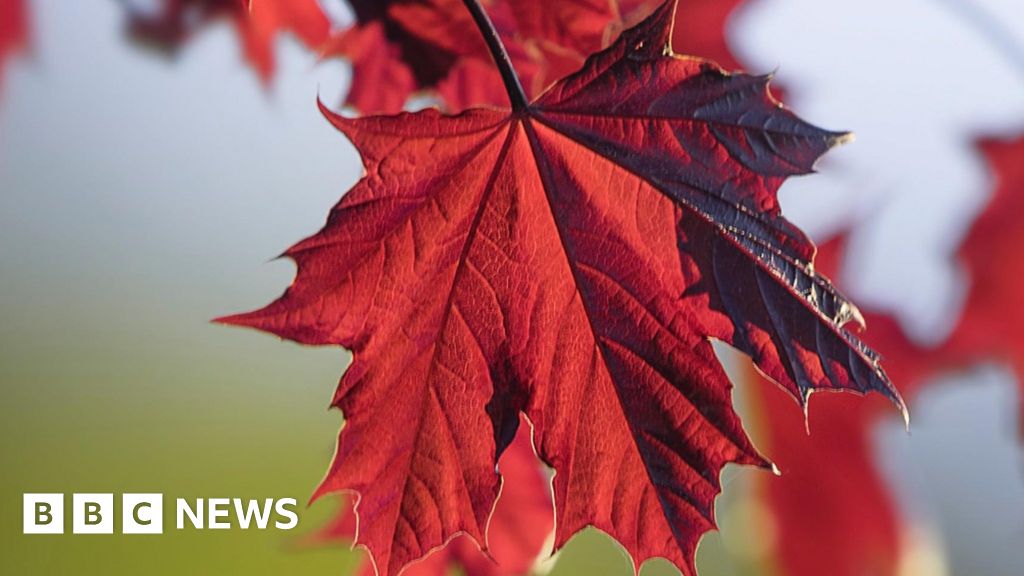 Maple trees offer most protection from harmful UV