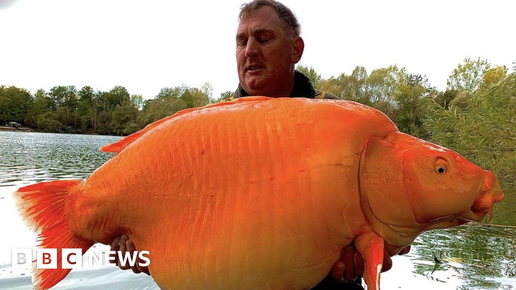 kidderminster-man-catches-giant-goldfish