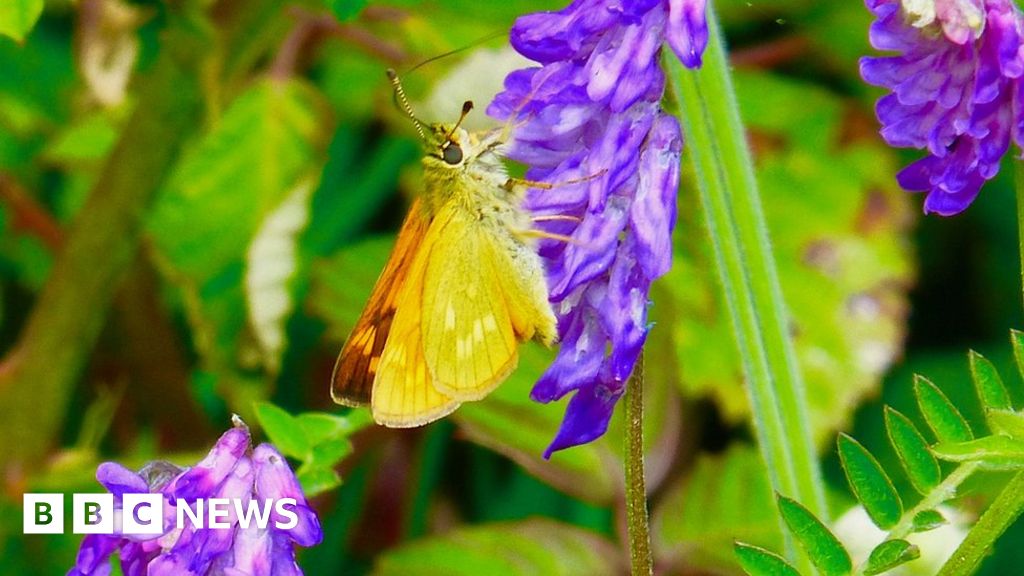 Nature crisis: Moths have 'secret role' as crucial pollinators