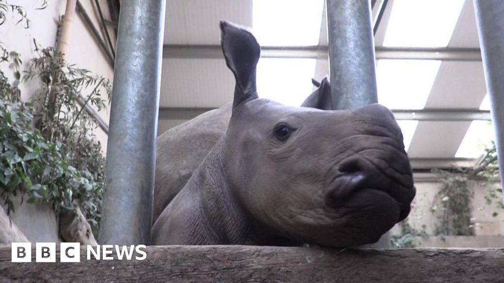 White Baby Rhino Born At Cotswold Wildlife Park - BBC News