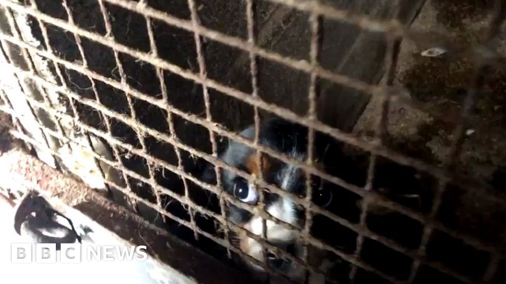 Breeding rules to be reviewed after puppy farms exposé BBC News