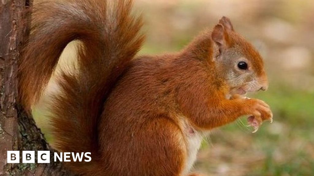 Red squirrel home hope for Clocaenog Forest, Denbighshire 
