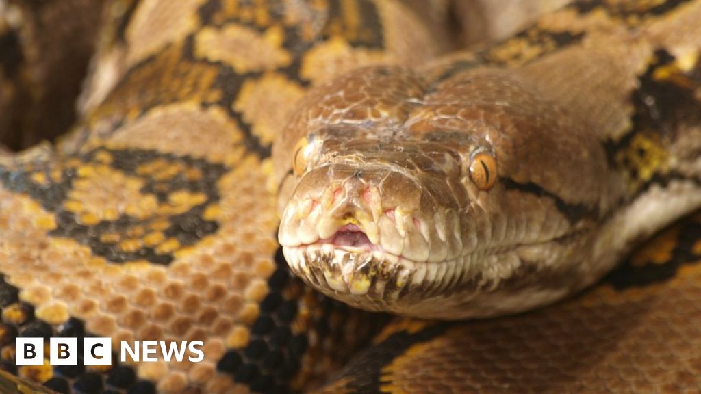 Anaconda Eating A Cow Video