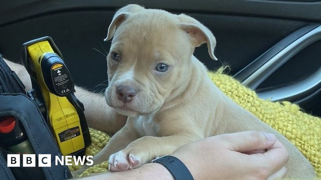 Bournemouth stolen puppy found by Essex Police BBC News